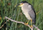 frieda 026  Gewone Nagreier  Blackcrowned Night Heron : frieda